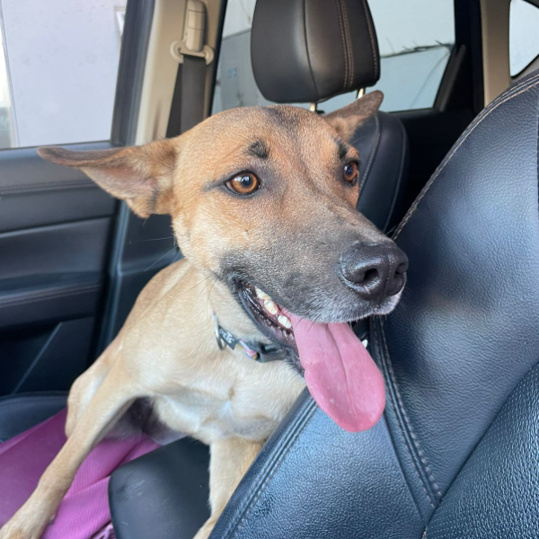 cartel de perro encontrado