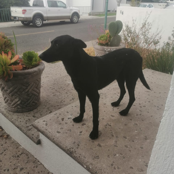 cartel de perro encontrado