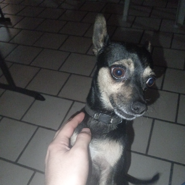 cartel de perro encontrado