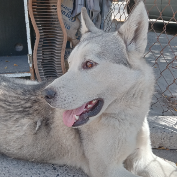 cartel de perro encontrado