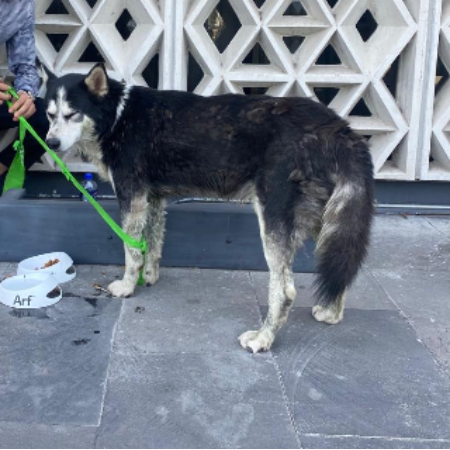 cartel de perro encontrado