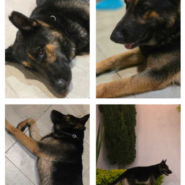 cartel de perro encontrado