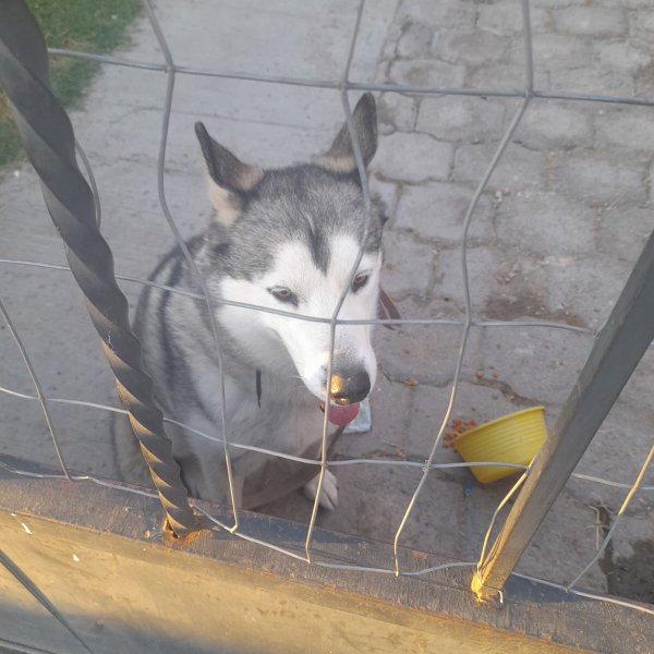 cartel de perro encontrado