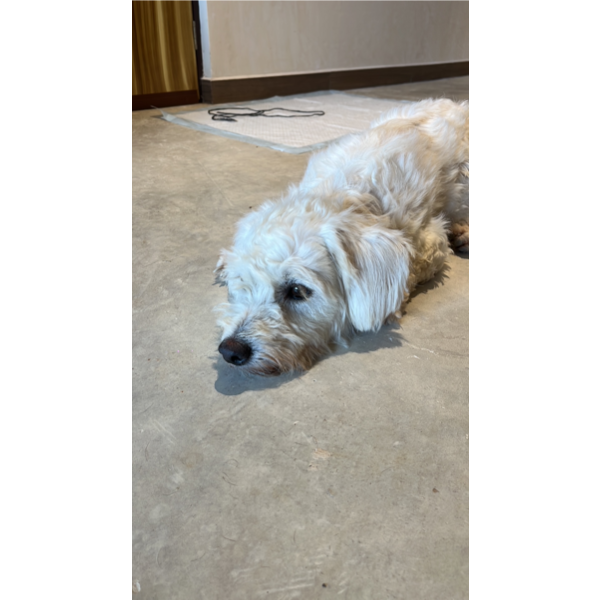 cartel de perro encontrado