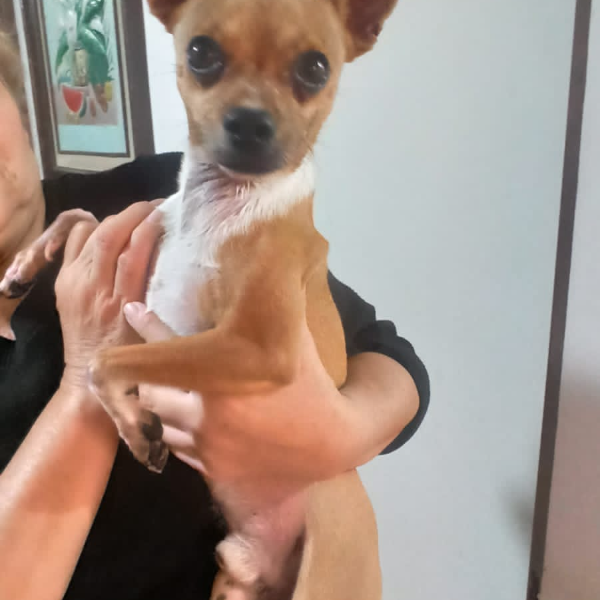 cartel de perro encontrado