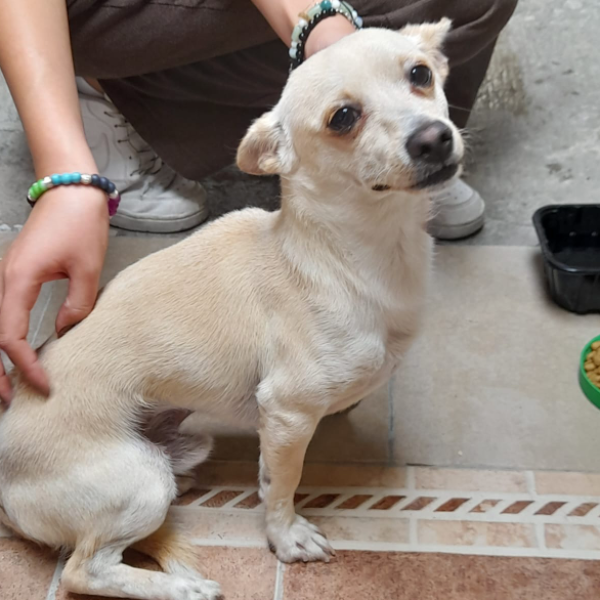 cartel de perro encontrado