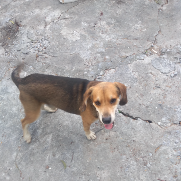 cartel de perro encontrado