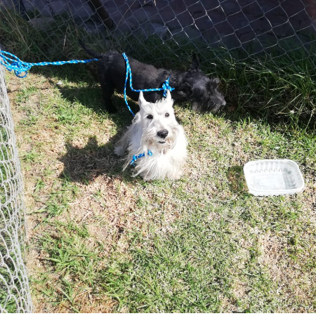 cartel de perro encontrado