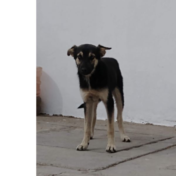 cartel de perro encontrado
