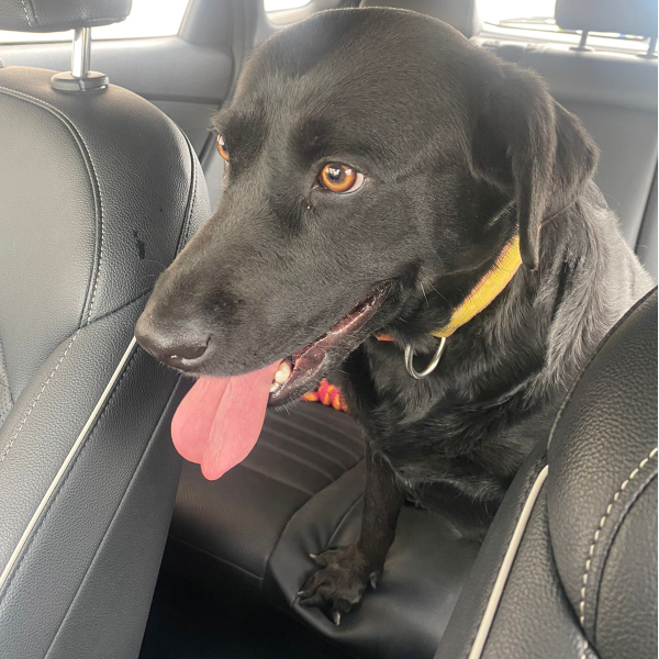 cartel de perro encontrado