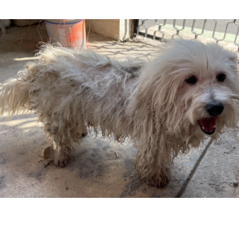 cartel de perro encontrado