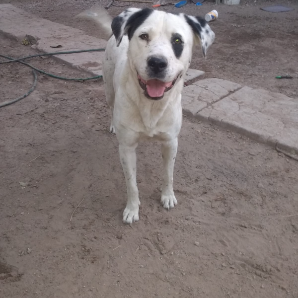 cartel de perro perdido