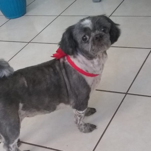 cartel de perro perdido