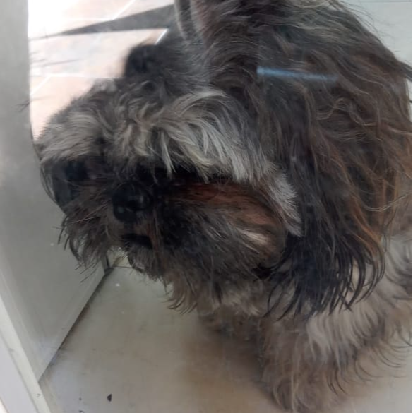 cartel de perro perdido