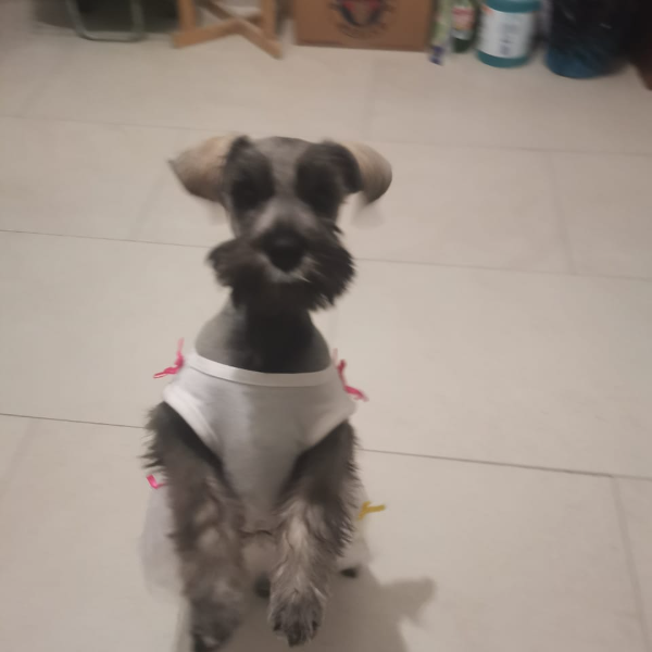 cartel de perro perdido