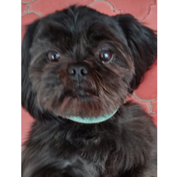 cartel de perro perdido