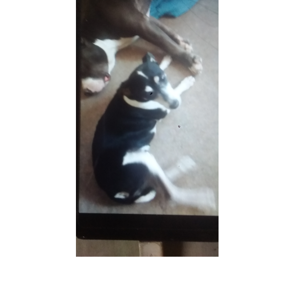 cartel de perro perdido