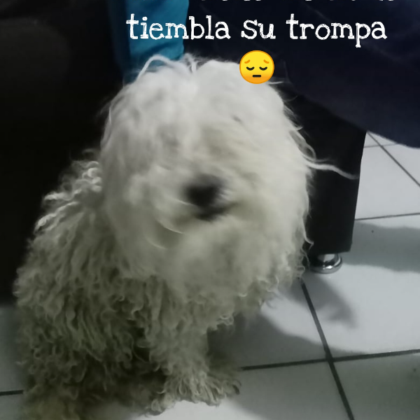 cartel de perro perdido