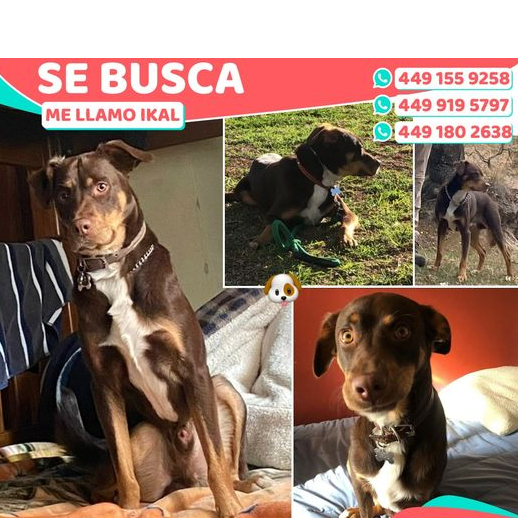 cartel de perro perdido