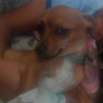 cartel de perro perdido