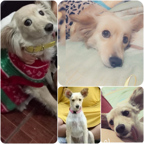 cartel de perro perdido