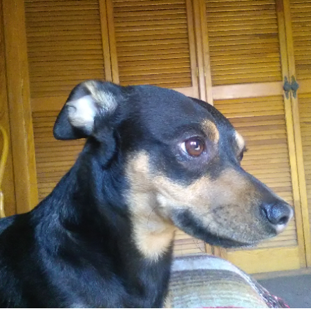 cartel de perro perdido