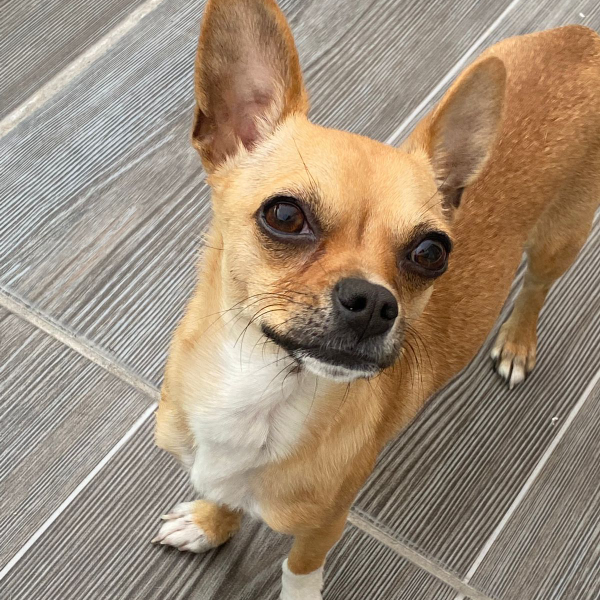 cartel de perro perdido