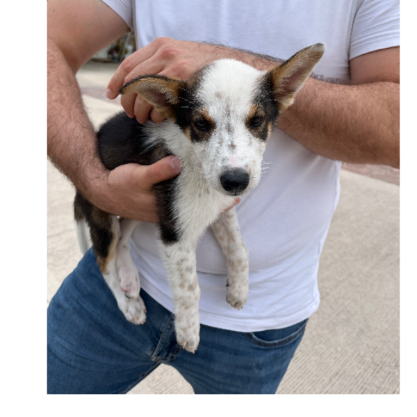 cartel de perro perdido