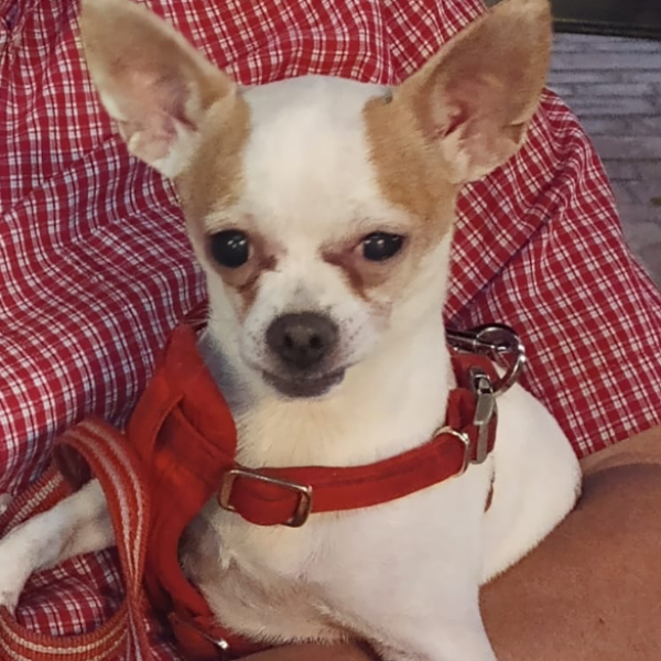 cartel de perro perdido