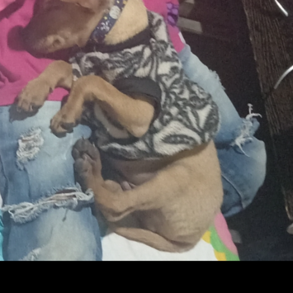 cartel de perro perdido