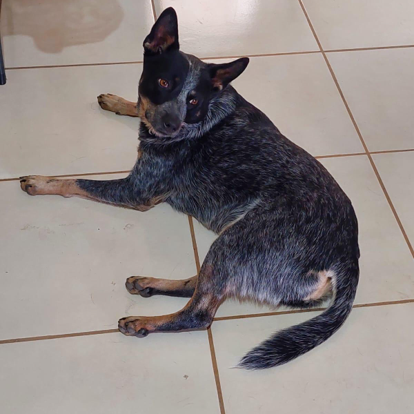 cartel de perro perdido