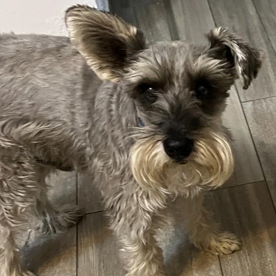 cartel de perro perdido