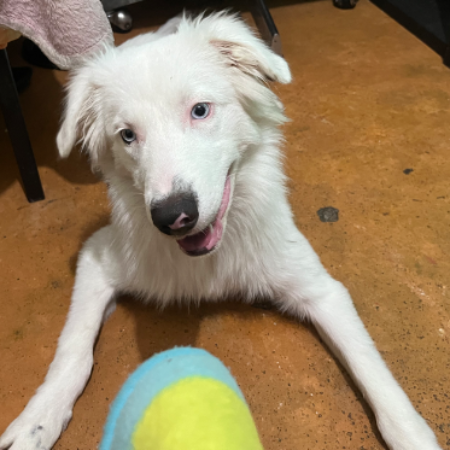 cartel de perro perdido