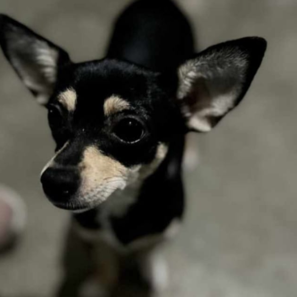 cartel de perro perdido