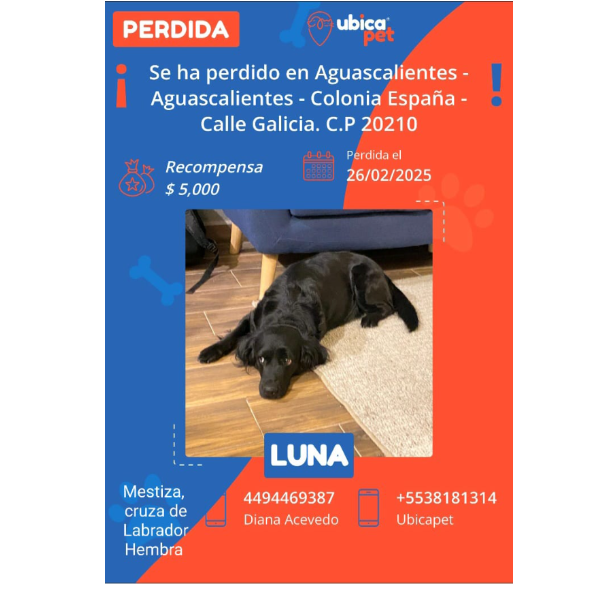 cartel de perro perdido