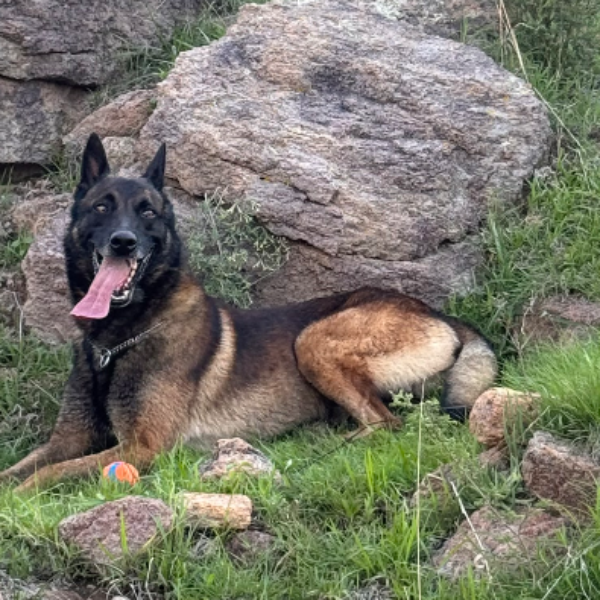 cartel de perro perdido