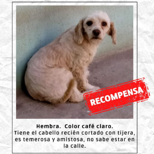 cartel de perro perdido