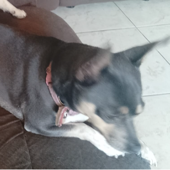 cartel de perro perdido