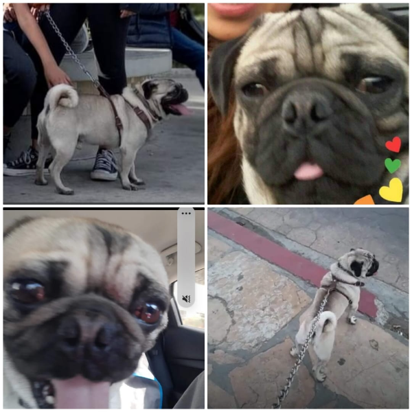 cartel de perro perdido