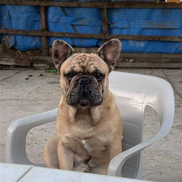 cartel de perro perdido