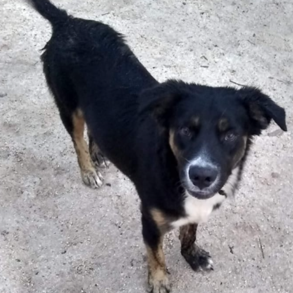 cartel de perro perdido