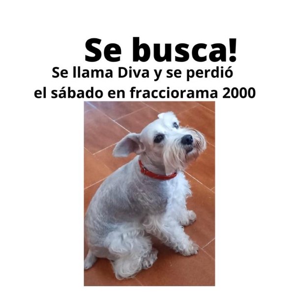 cartel de perro perdido