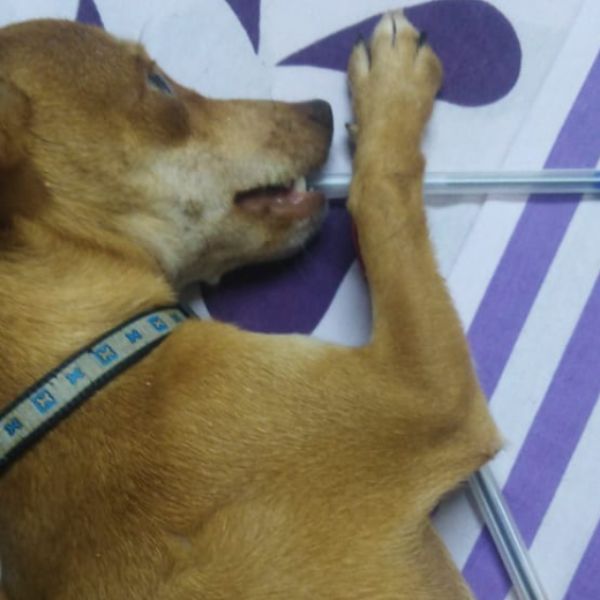 cartel de perro perdido