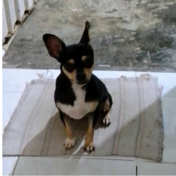 cartel de perro perdido