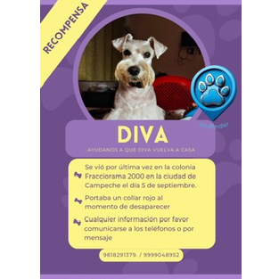 cartel de perro perdido