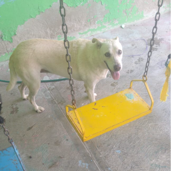 cartel de perro perdido