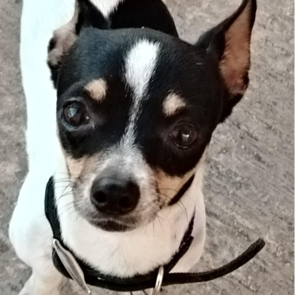 cartel de perro perdido