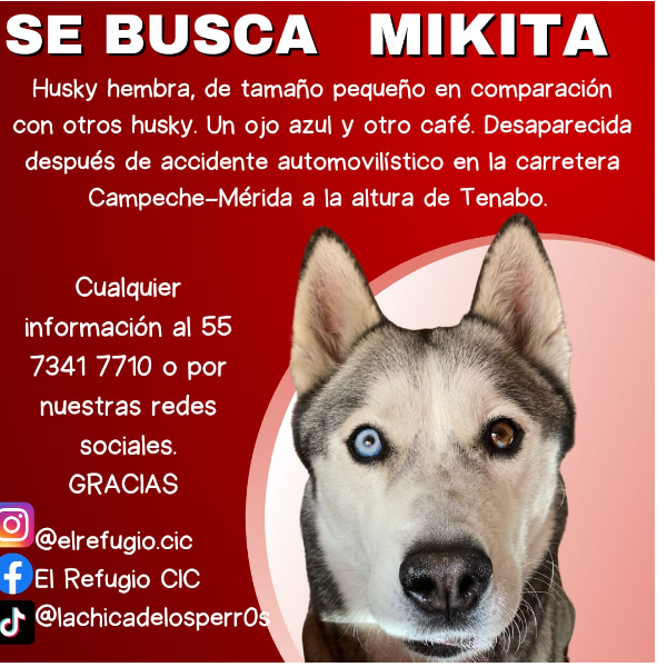 cartel de perro perdido