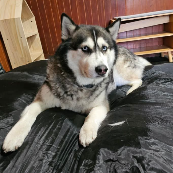 cartel de perro perdido