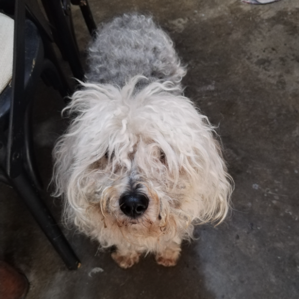 cartel de perro perdido